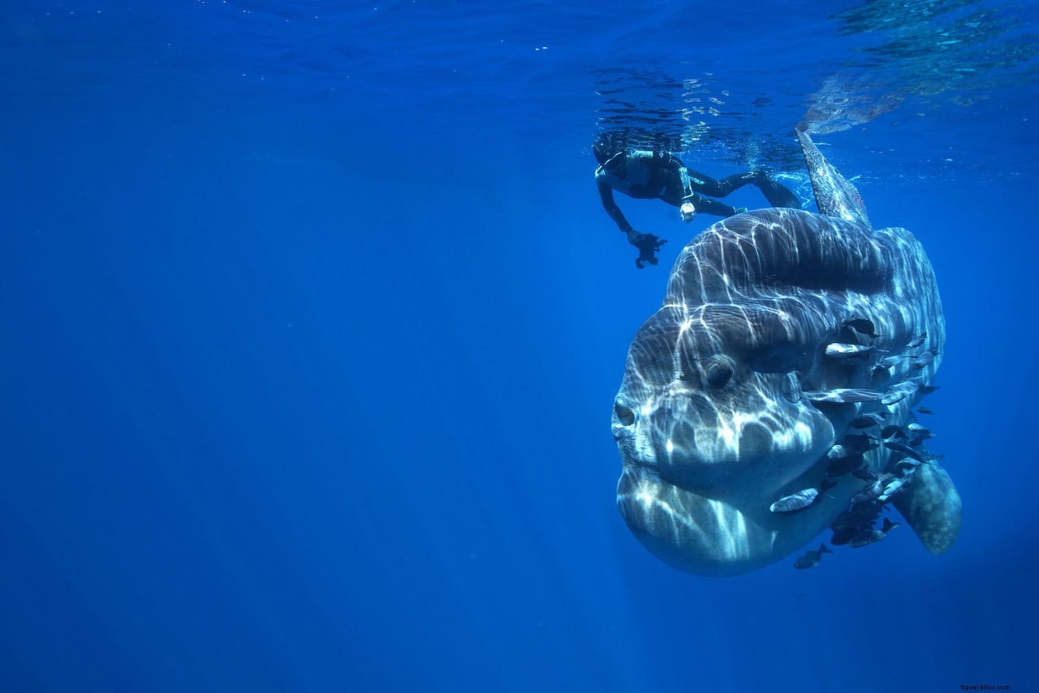 Rencontrez un voyageur :Göran Ehlmé, photographe sous-marin 