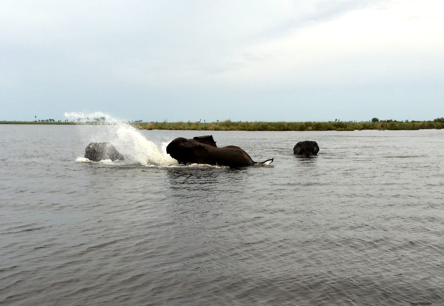 デルタから砂漠まで、 間に川がある：ボツワナの3つのサファリの物語 