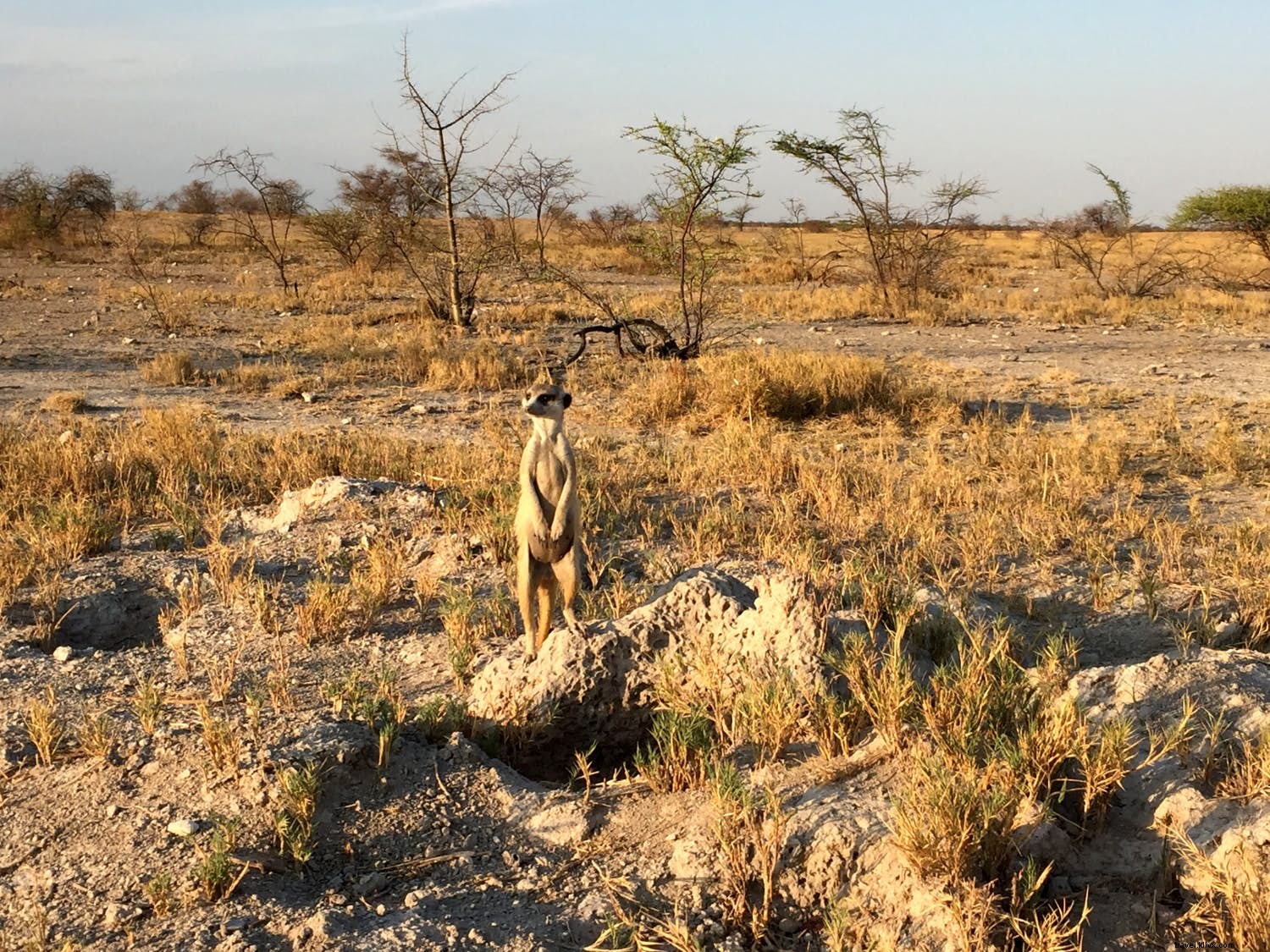 Do delta ao deserto, com um rio no meio:uma história de três safáris em Botswana 