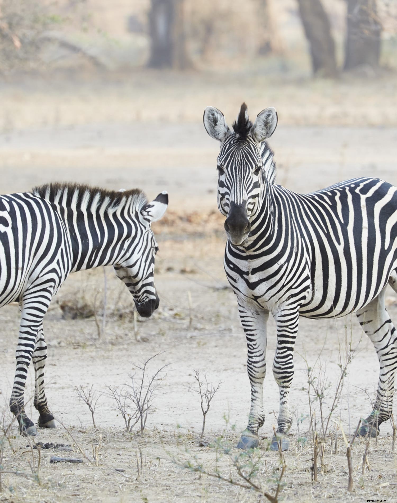 Zambezi come Zambezi go :un voyage le long du fleuve mythique d Afrique australe 
