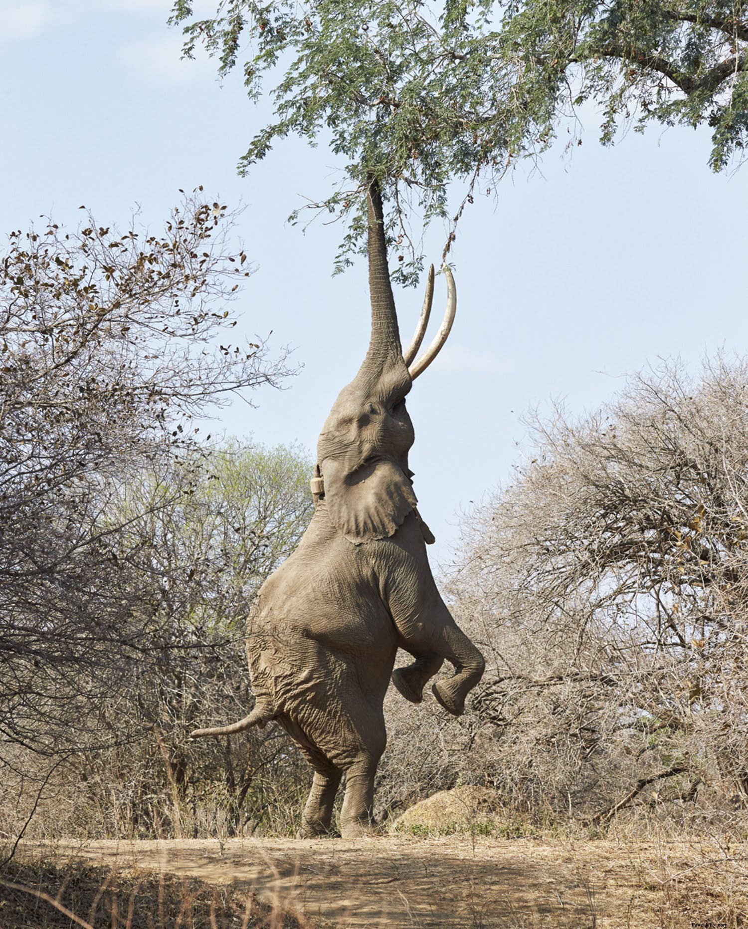 Zambezi come Zambezi go :un voyage le long du fleuve mythique d Afrique australe 