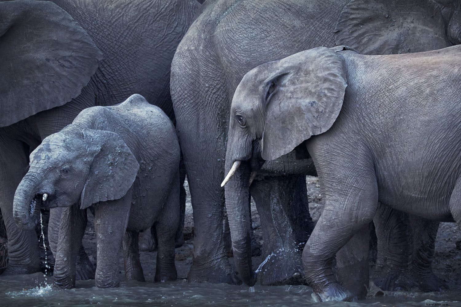 Zambezi come Zambezi go :un voyage le long du fleuve mythique d Afrique australe 