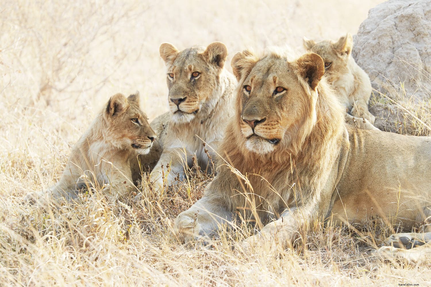 Zambezi come Zambezi go :un voyage le long du fleuve mythique d Afrique australe 