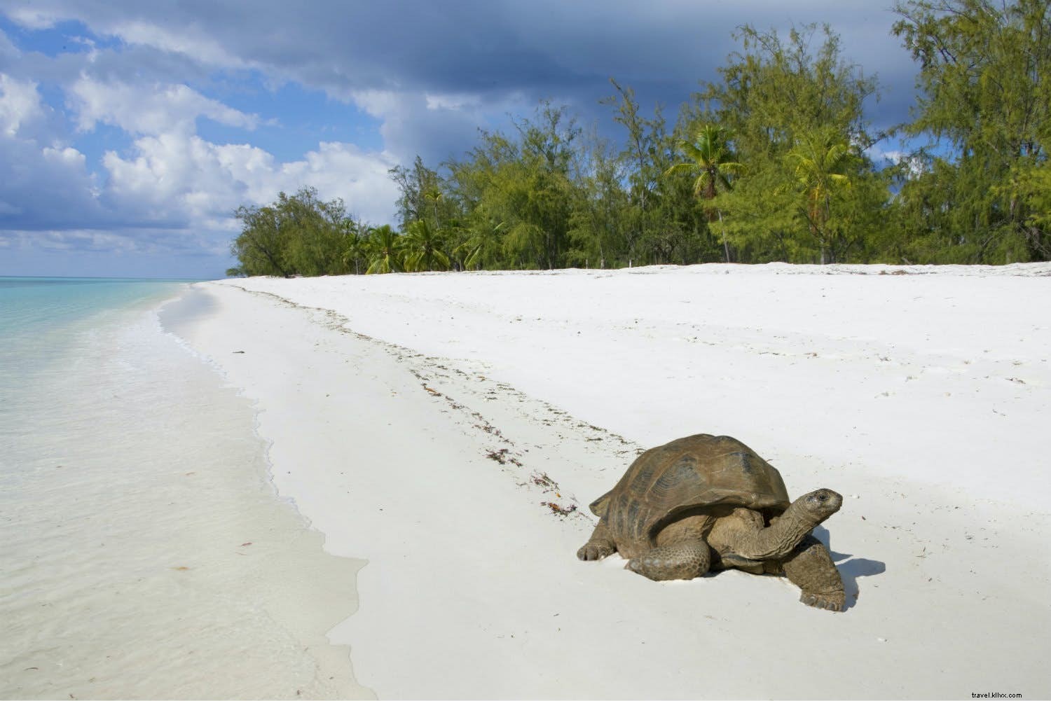 Islas de animales:siete lugares donde las criaturas gobiernan 