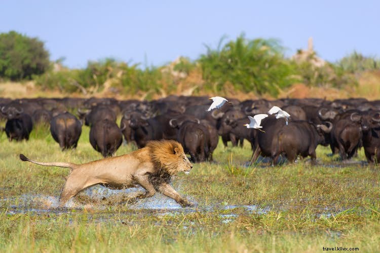 Okavango:mengapa Anda membutuhkan safari di delta Botswana 