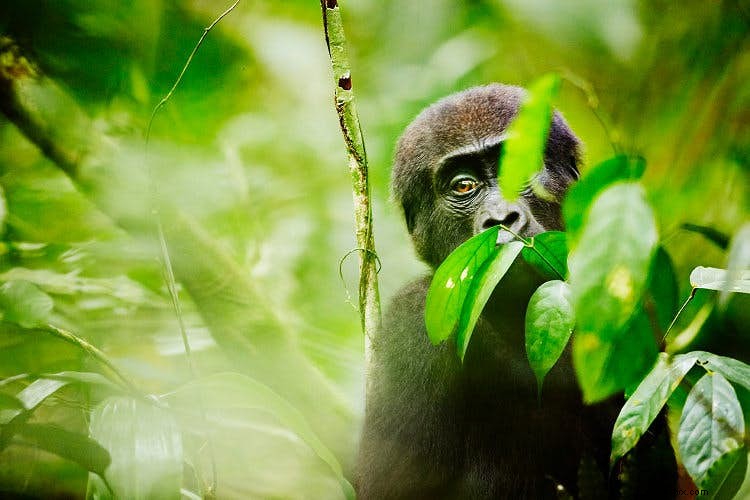 Roh hutan:gorila Kongo 
