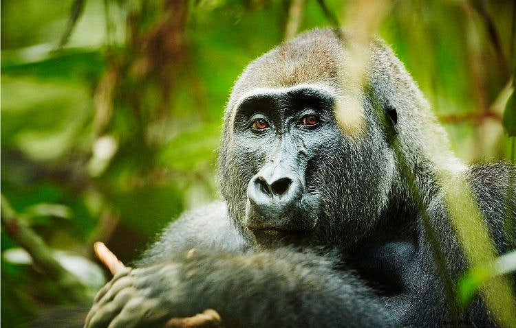 Spiriti della foresta:i gorilla del Congo 