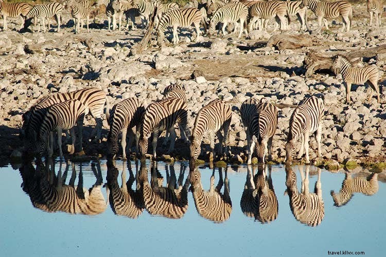 Safaris sin conductor en Namibia 
