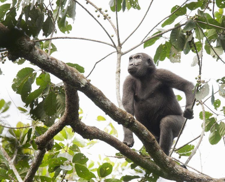 コンゴの野生生物：これまで以上に近い 