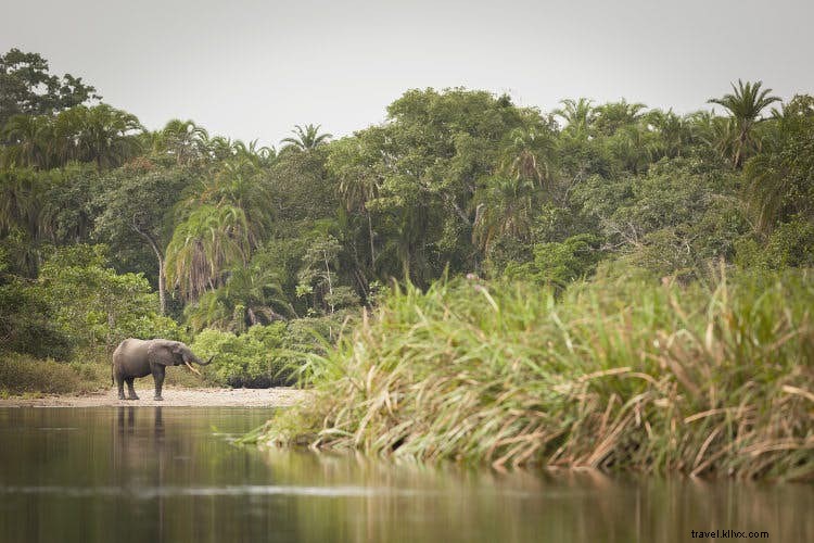コンゴの野生生物：これまで以上に近い 