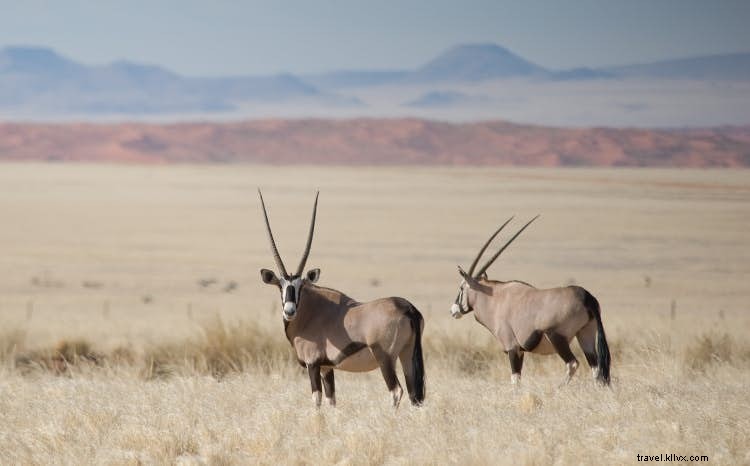 ナミビアのサファリ野生生物：アフリカで最大の保護活動の成功 