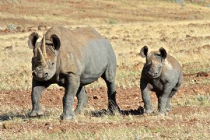 Safari da vida selvagem da Namíbia:o maior sucesso de conservação da África 