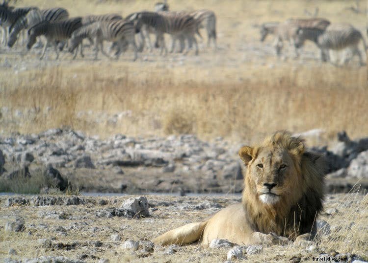 Safari satwa liar Namibia:Keberhasilan konservasi terbesar di Afrika 