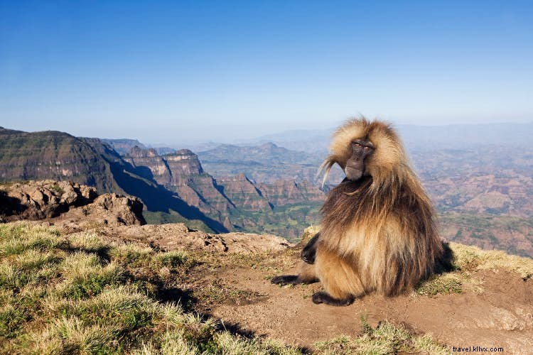 Lupakan Lima Besar – kunjungi satwa liar Ethiopia yang indah sebagai gantinya 