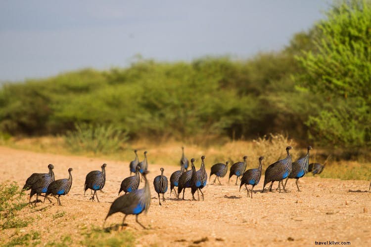Dimentica i Big Five:visita invece la meravigliosa fauna selvatica dell Etiopia 