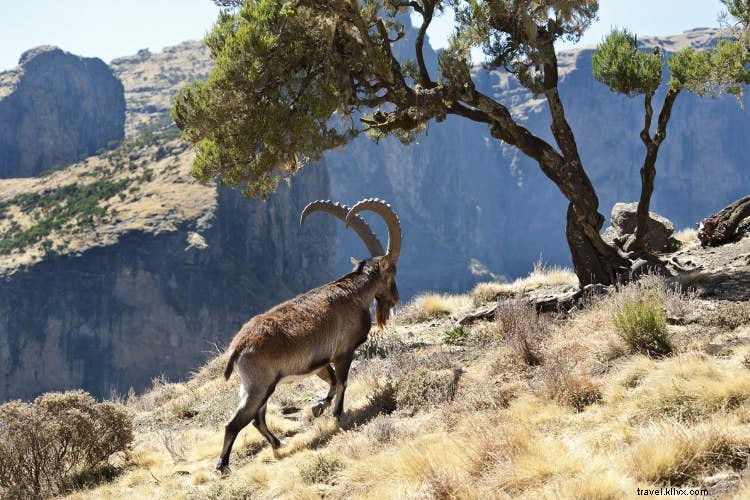 Olvídese de los Cinco Grandes:visite la maravillosa vida salvaje de Etiopía 
