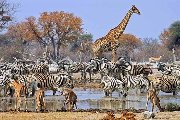 Alternatif safari Afrika yang tidak mahal 