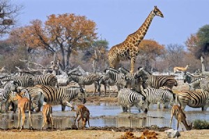 Alternatif safari Afrika yang tidak mahal 