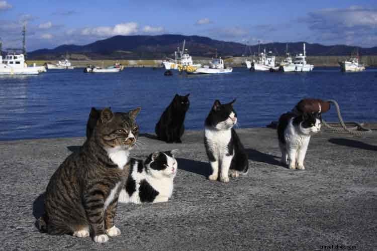 O miado do gato:10 principais destinos para fanáticos felinos 