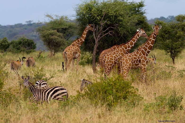 Lahir bebas...lagi:kebangkitan Taman Nasional Meru Kenya 