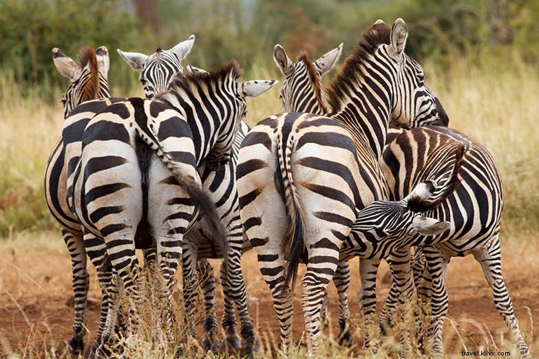 Nati liberi...di nuovo:il revival del Meru National Park in Kenya 