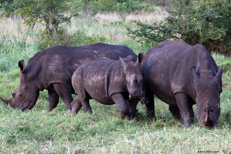 Nascido livre ... de novo:o renascimento do Parque Nacional Meru, no Quênia 