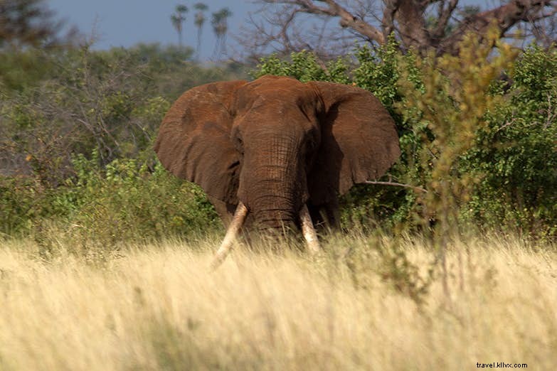 Lahir bebas...lagi:kebangkitan Taman Nasional Meru Kenya 