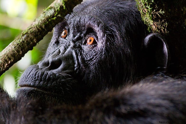 Tempat nongkrong dengan simpanse Uganda 
