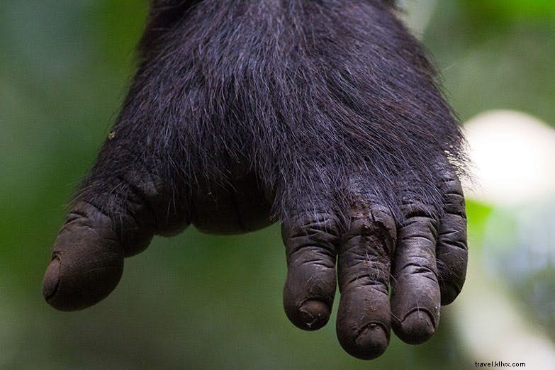 ウガンダのチンパンジーとの付き合い場所 