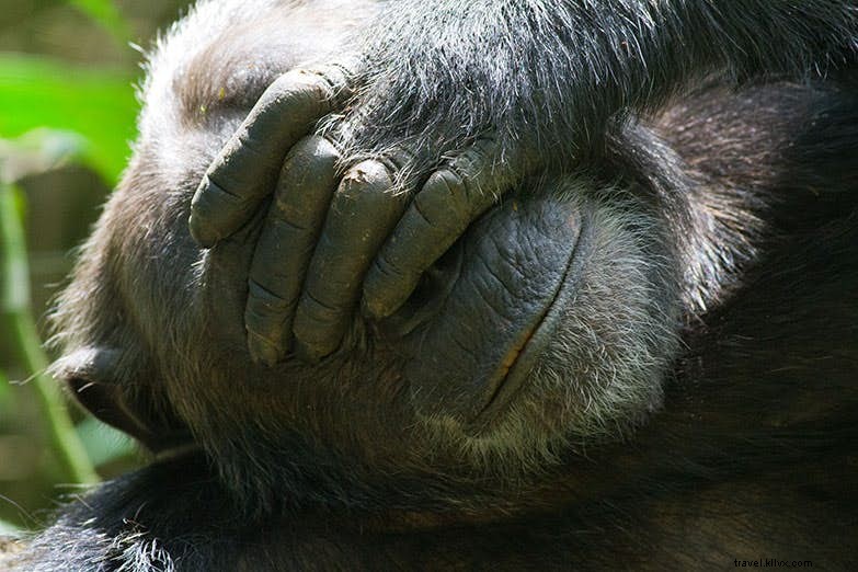 Tempat nongkrong dengan simpanse Uganda 