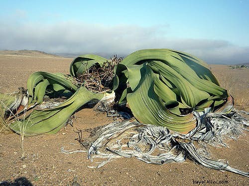 La guía del botánico de las plantas más sexys del mundo 