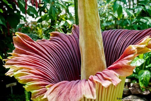 La guía del botánico de las plantas más sexys del mundo 