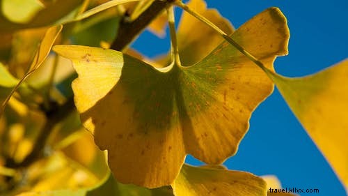 La guía del botánico de las plantas más sexys del mundo 