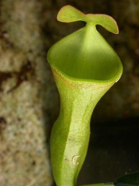 世界で最もセクシーな植物への植物学者のガイド 