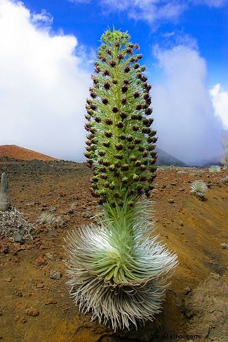 La guía del botánico de las plantas más sexys del mundo 