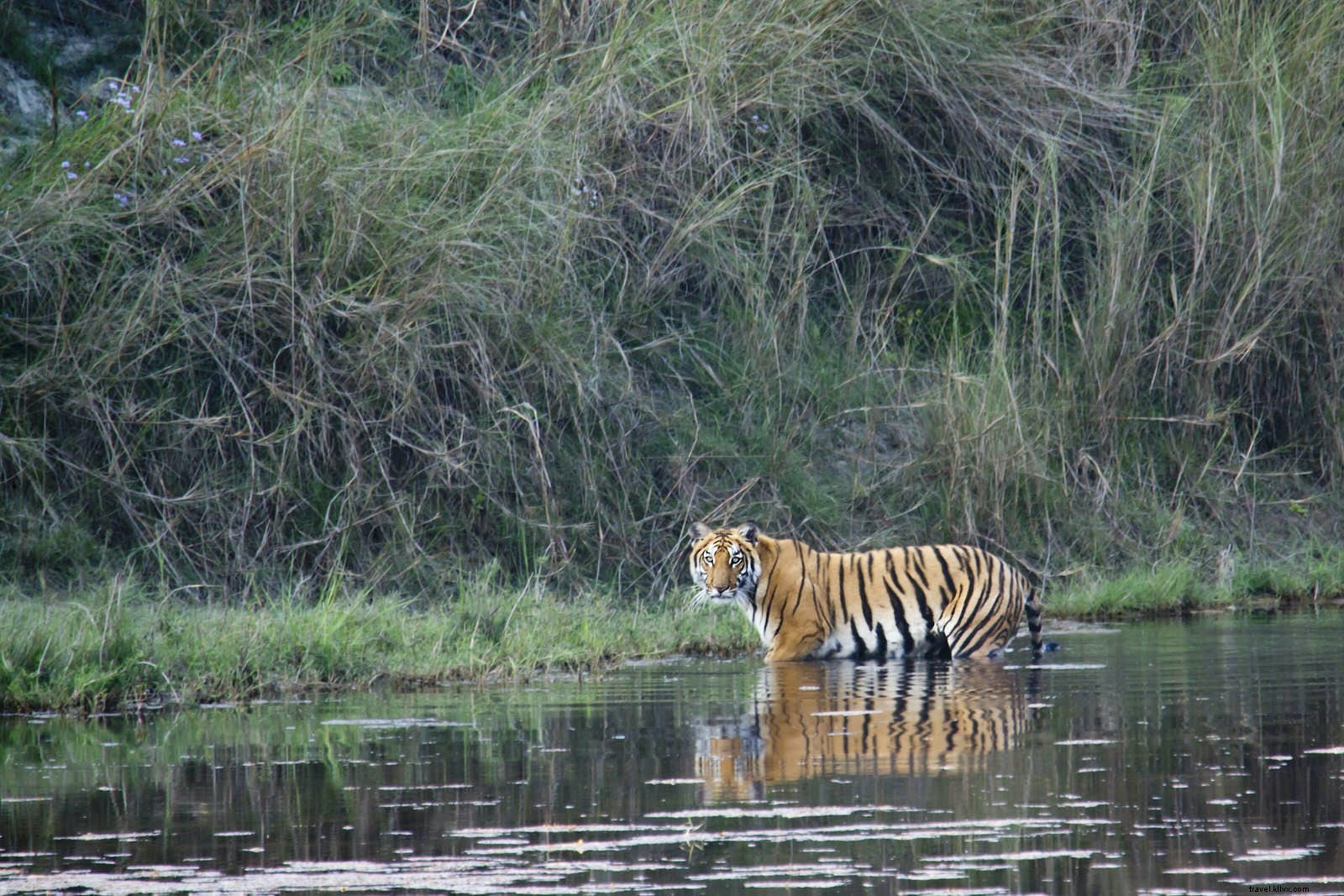 Tempat terbaik untuk melihat harimau di alam liar 