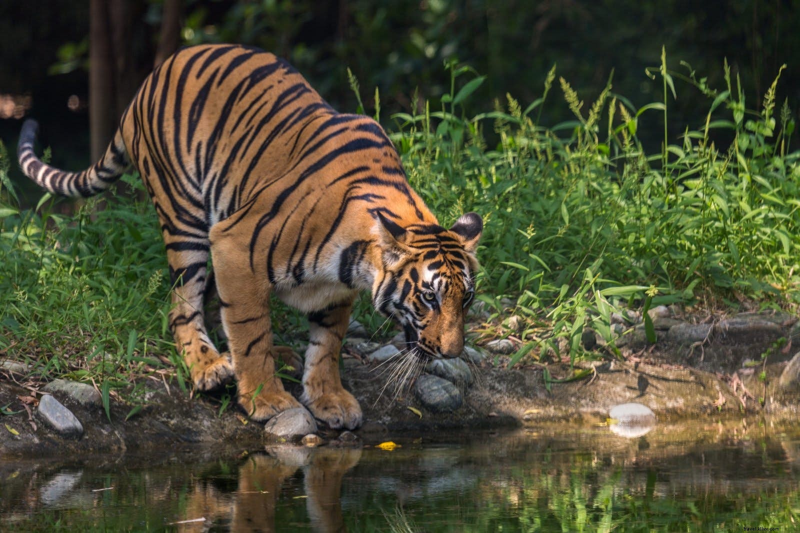 Os melhores lugares para ver tigres em estado selvagem 