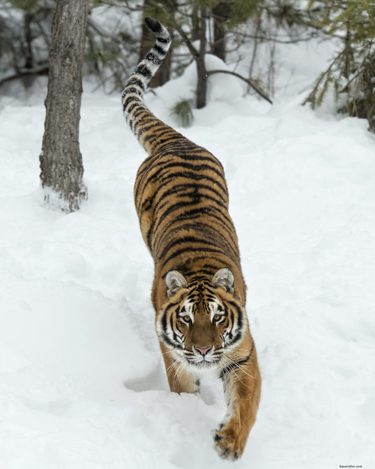 Los mejores lugares para ver tigres en estado salvaje 
