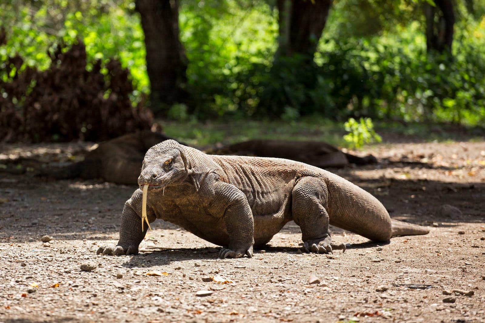 Entrez dans le dragon :explorez les attractions sauvages du parc national de Komodo 