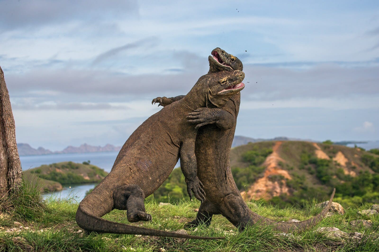 Entrez dans le dragon :explorez les attractions sauvages du parc national de Komodo 