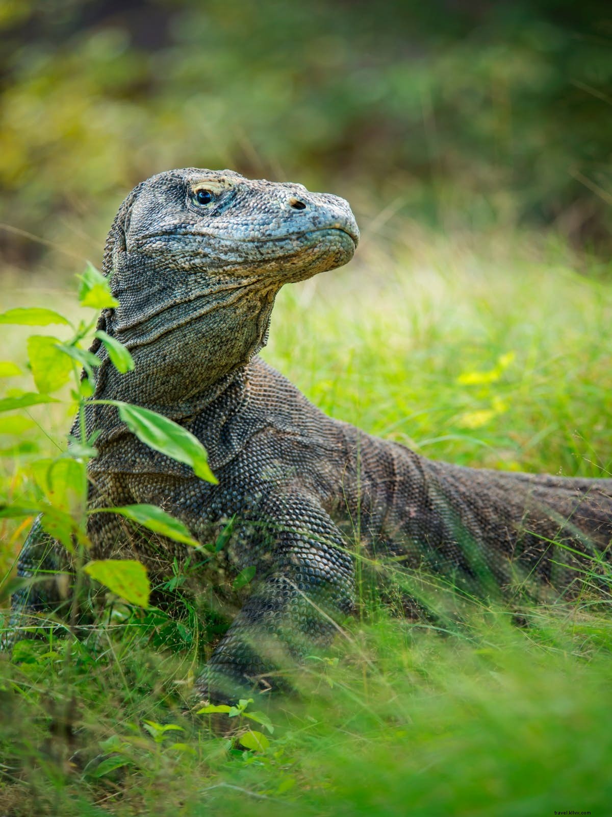 Entra nel drago:esplora le attrazioni selvagge del Parco Nazionale di Komodo 