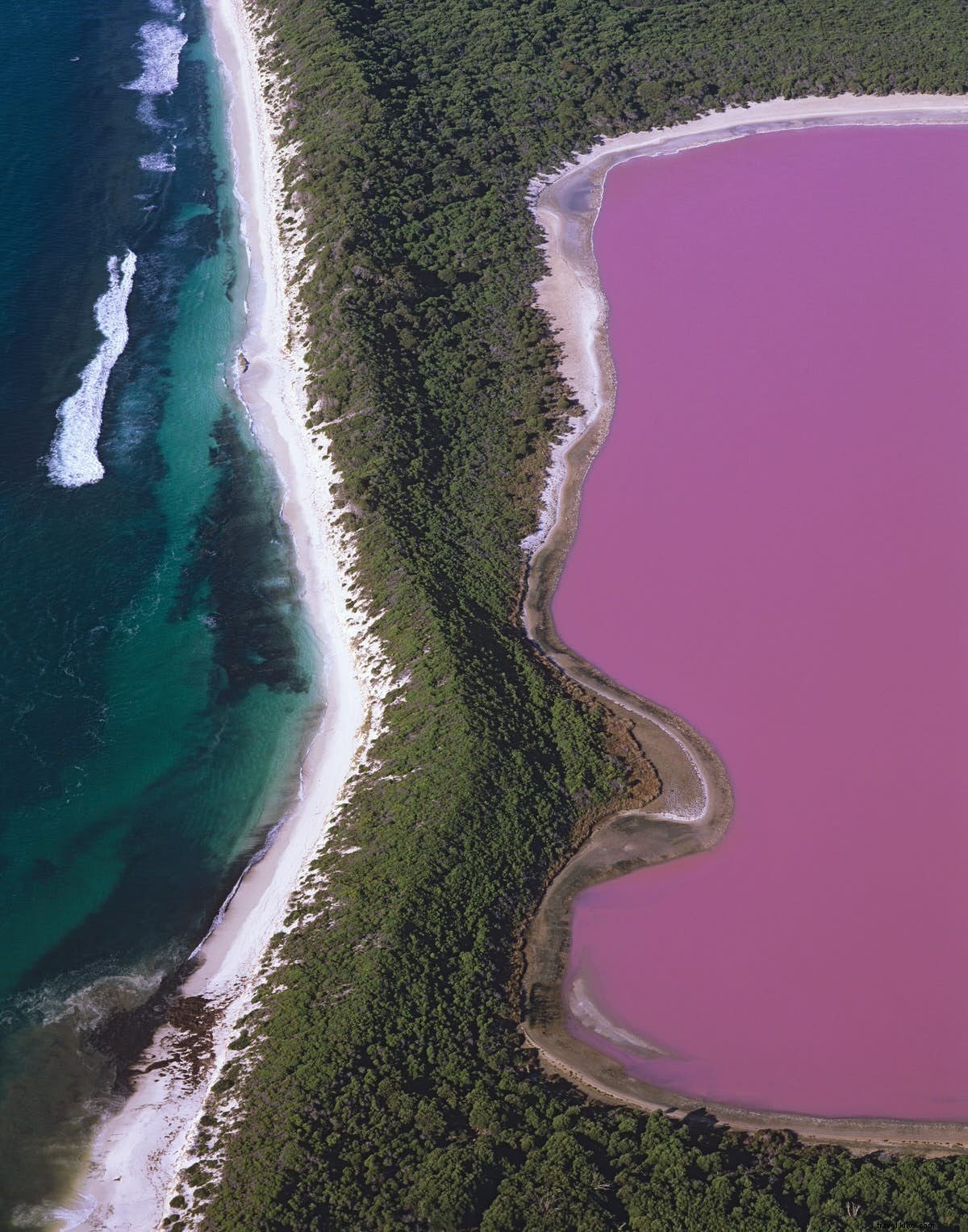Merveilles secrètes :des forêts peintes aux lacs roses 
