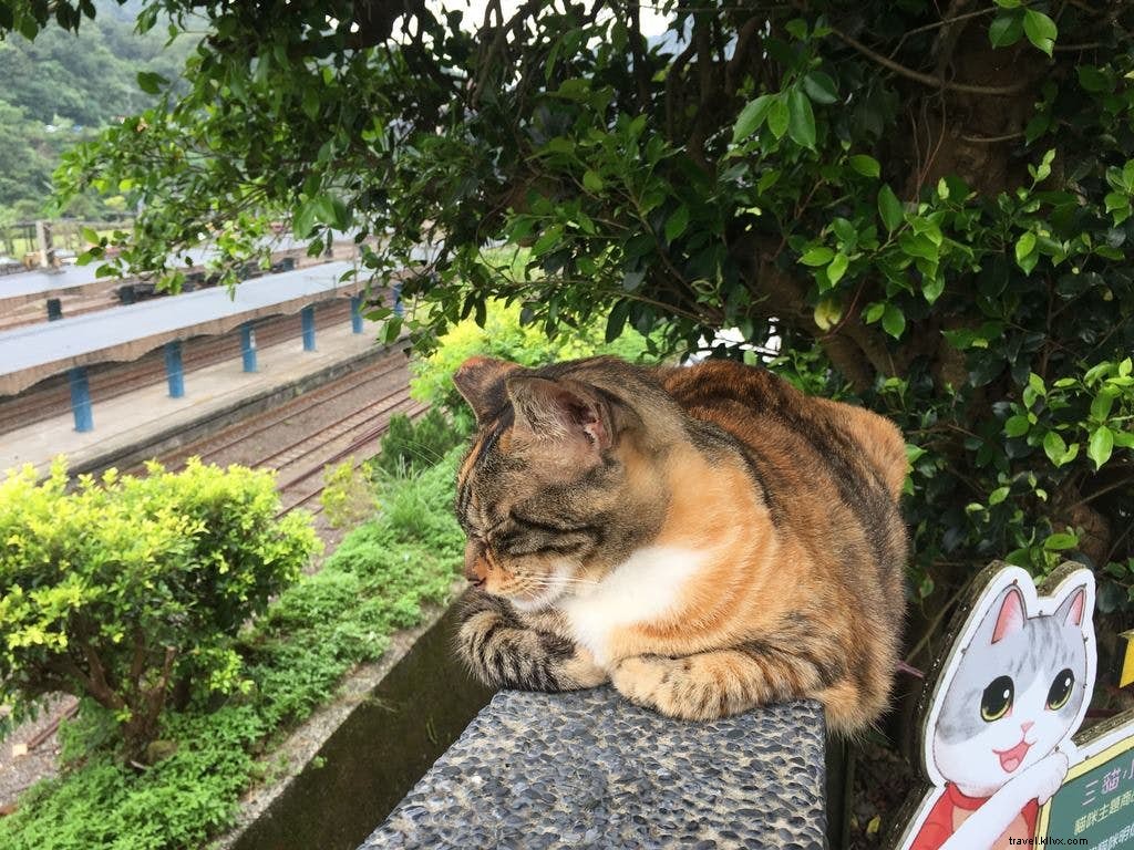 Bienvenido a purridise:Houtong Cat Village de Taiwán 
