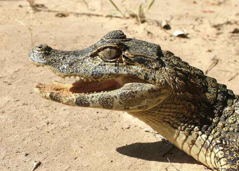 Lecciones de la carretera:errores que cometen los escritores de viajes (para que usted no tenga que hacerlo) - parte I 