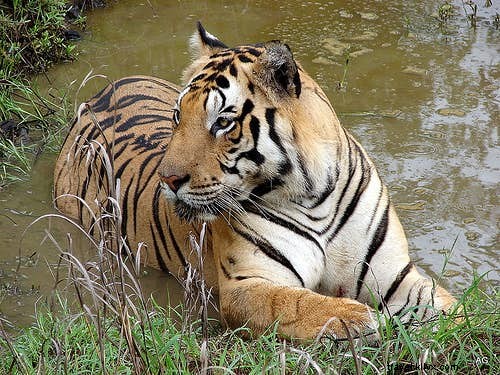 Safari na Índia:um manual para os amantes da natureza 