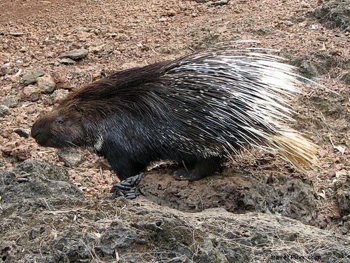 Safari en la India:un manual para los amantes de la naturaleza 