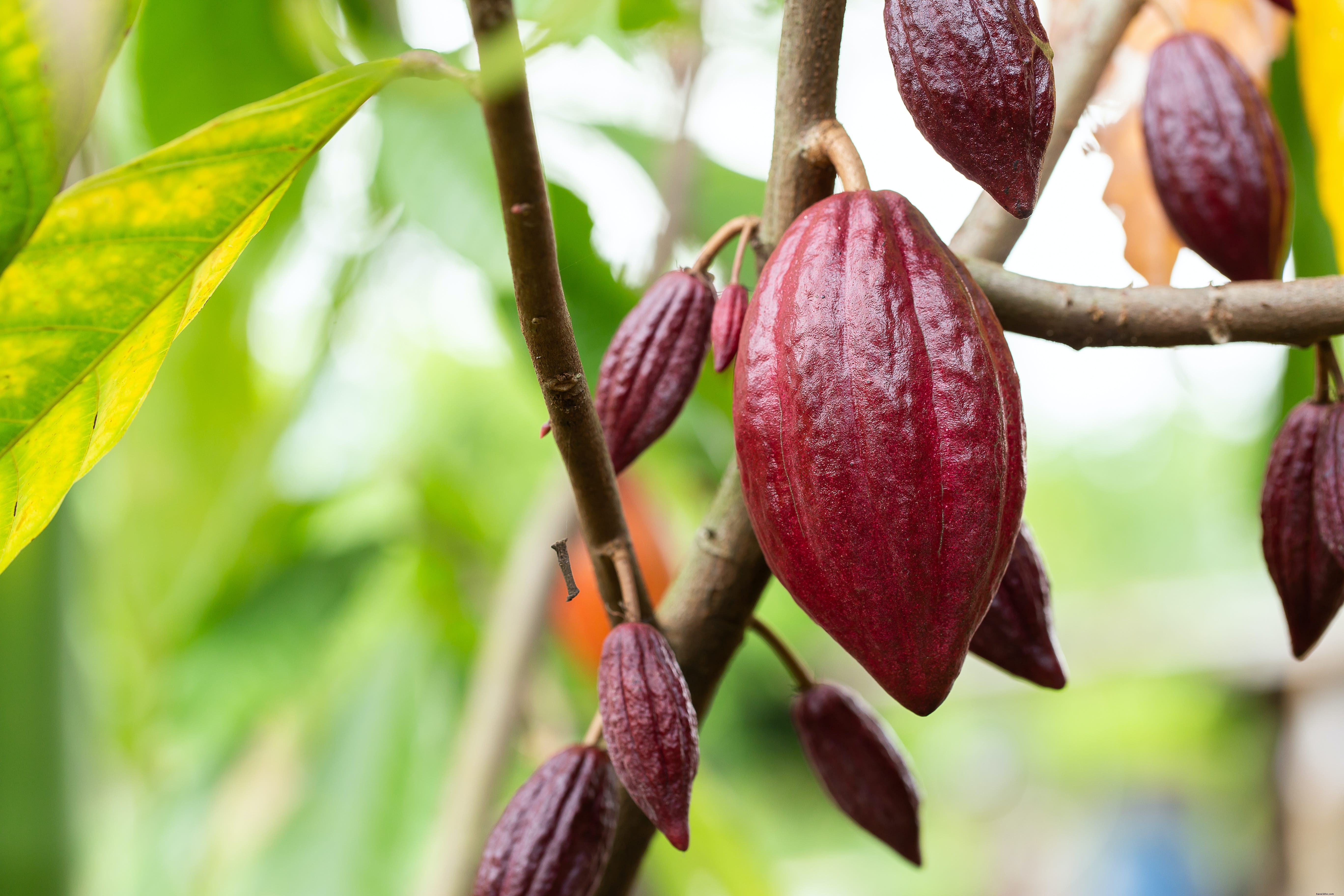 Pourquoi devriez-vous faire un tour du cacao en Amérique latine 