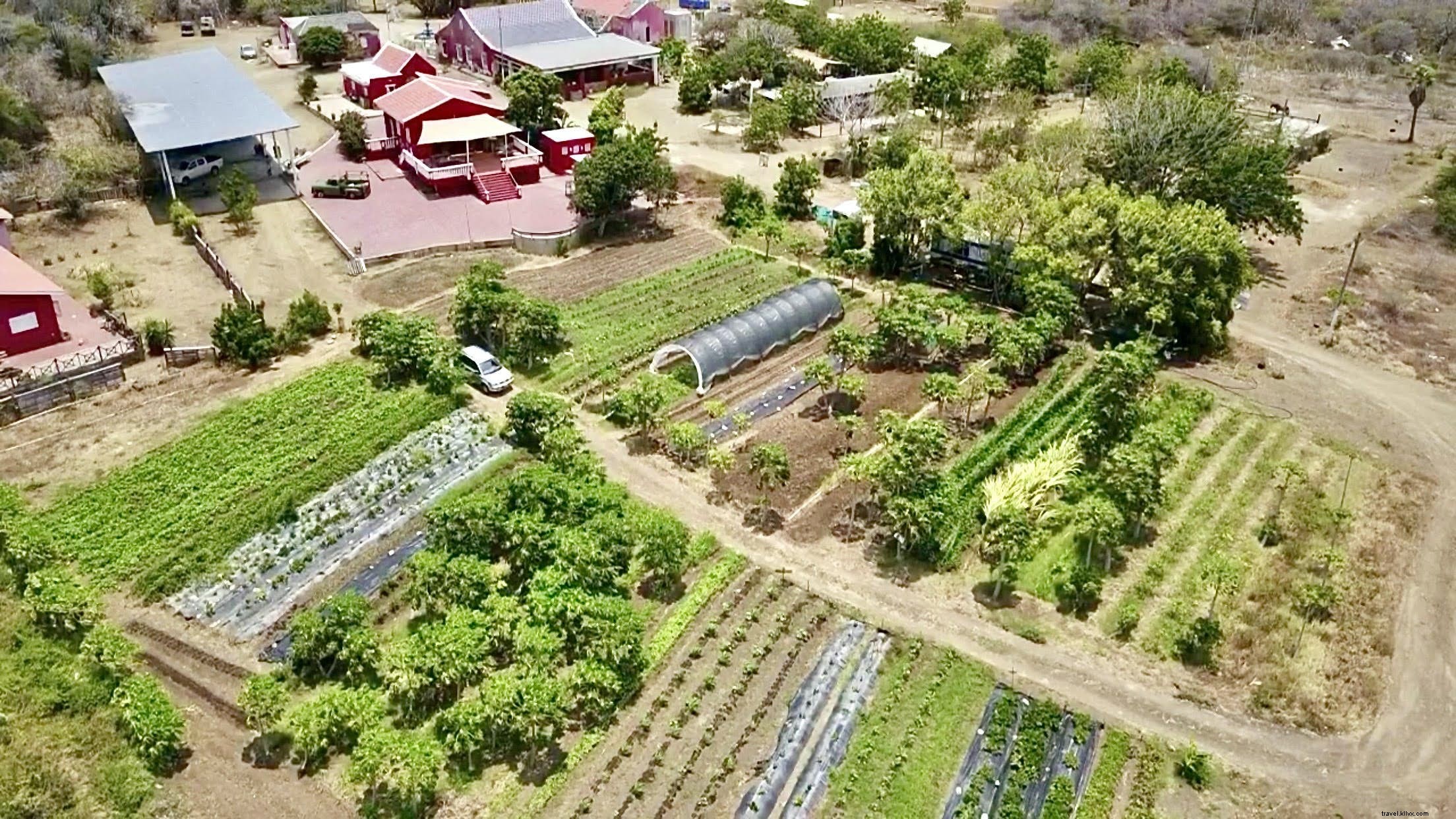 Como essas ilhas do Caribe estão apoiando a agricultura sustentável 