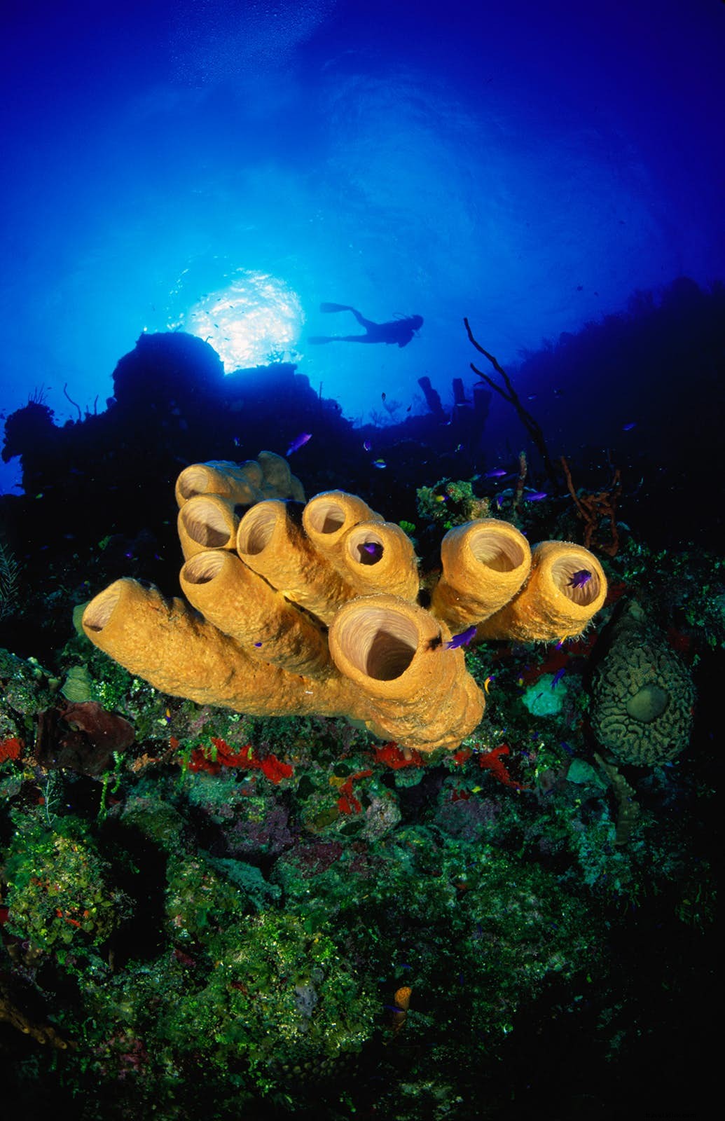 Siete sitios de buceo imperdibles en las Islas Caimán 