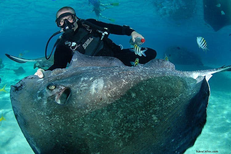 Tujuh situs menyelam yang tidak boleh dilewatkan di Kepulauan Cayman 
